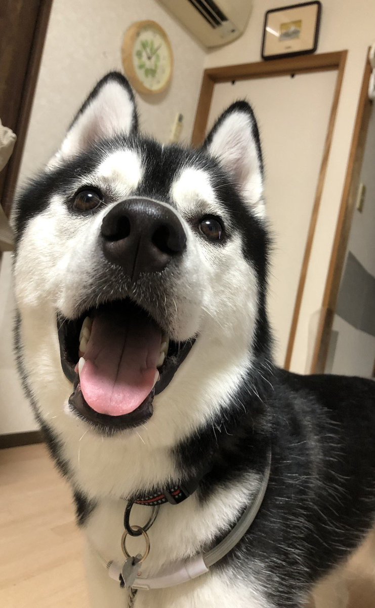 kevinyoshiko's tweet photo. Smile スマイル 凛太郎 https://t.co/iZlHONiSdu
