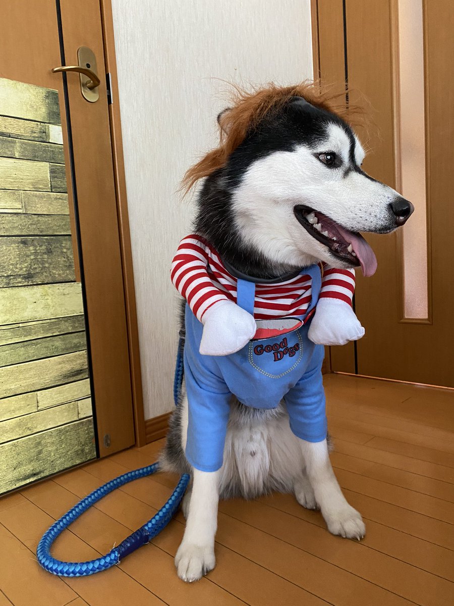 kevinyoshiko's tweet photo. Smile スマイル 凛太郎 https://t.co/iZlHONiSdu