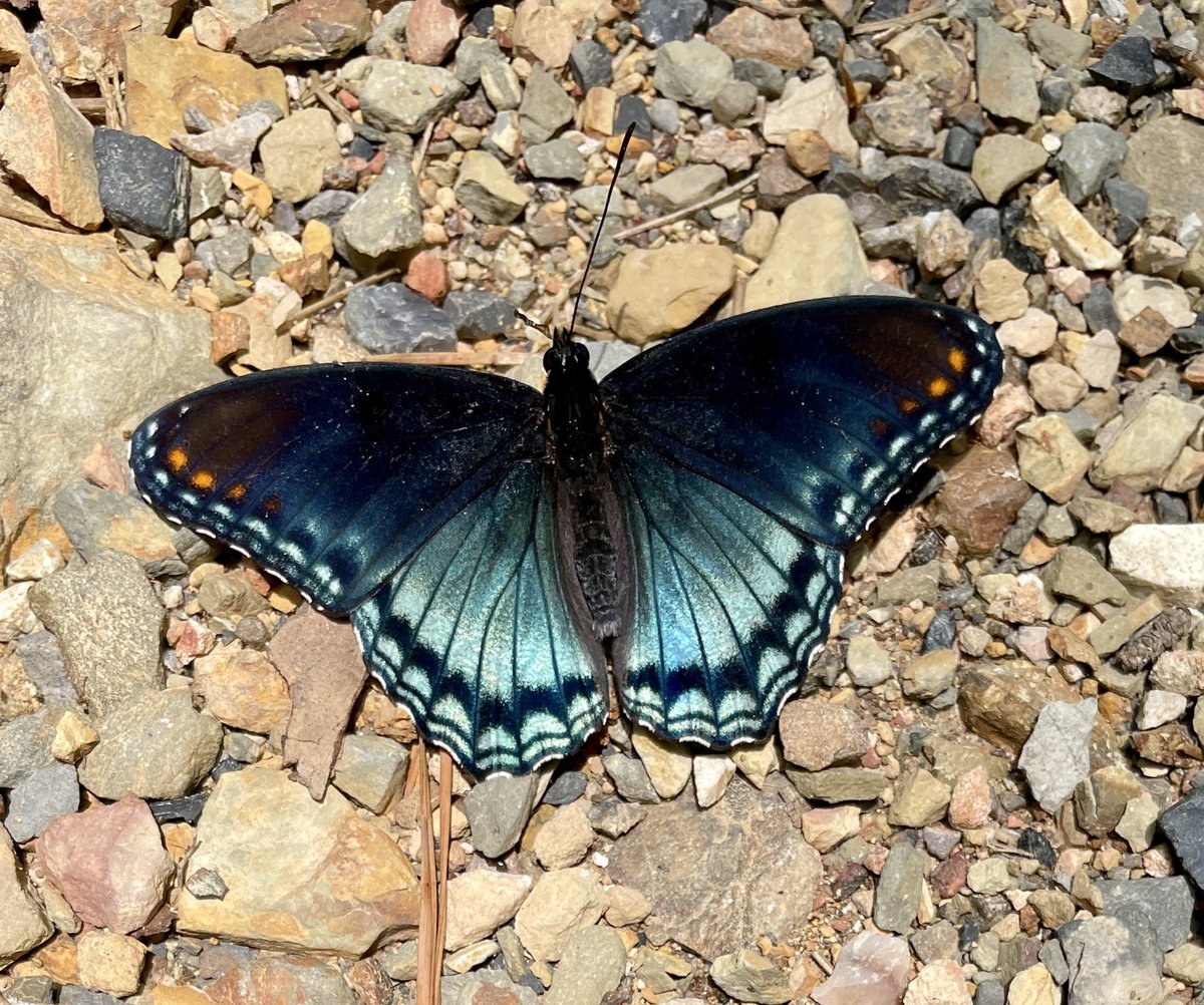 Red Spotted Purple butterfly poses on a dirt road