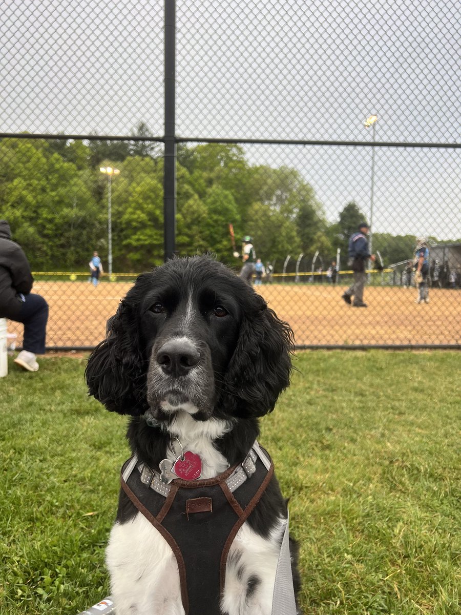 Chesney enjoying some FHS softball! Go varsity Panthers!!! 💙🥎