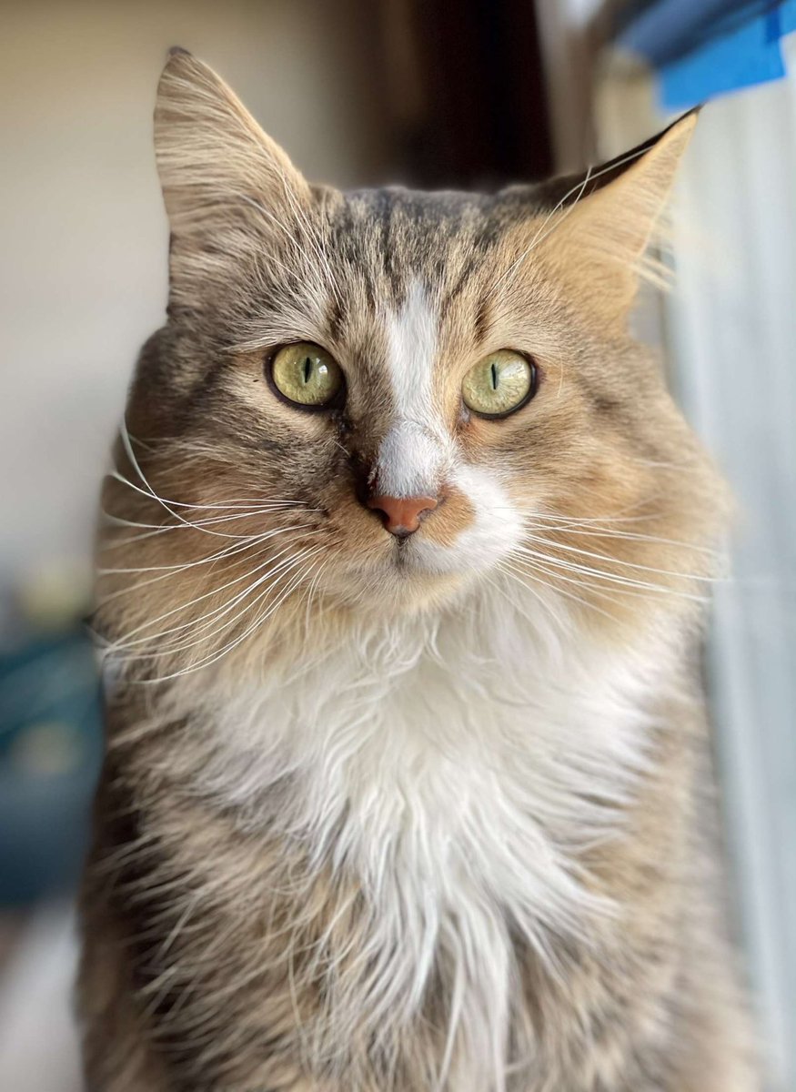 Time to start up the Web 2 Cat vs Web 3 Cat challenge! Use #CosmicCatsIRL with a picture of your real cat next to your Cosmic Cat to be entered to win the cat pictured below. Winner will be chosen on #Caturday 😼