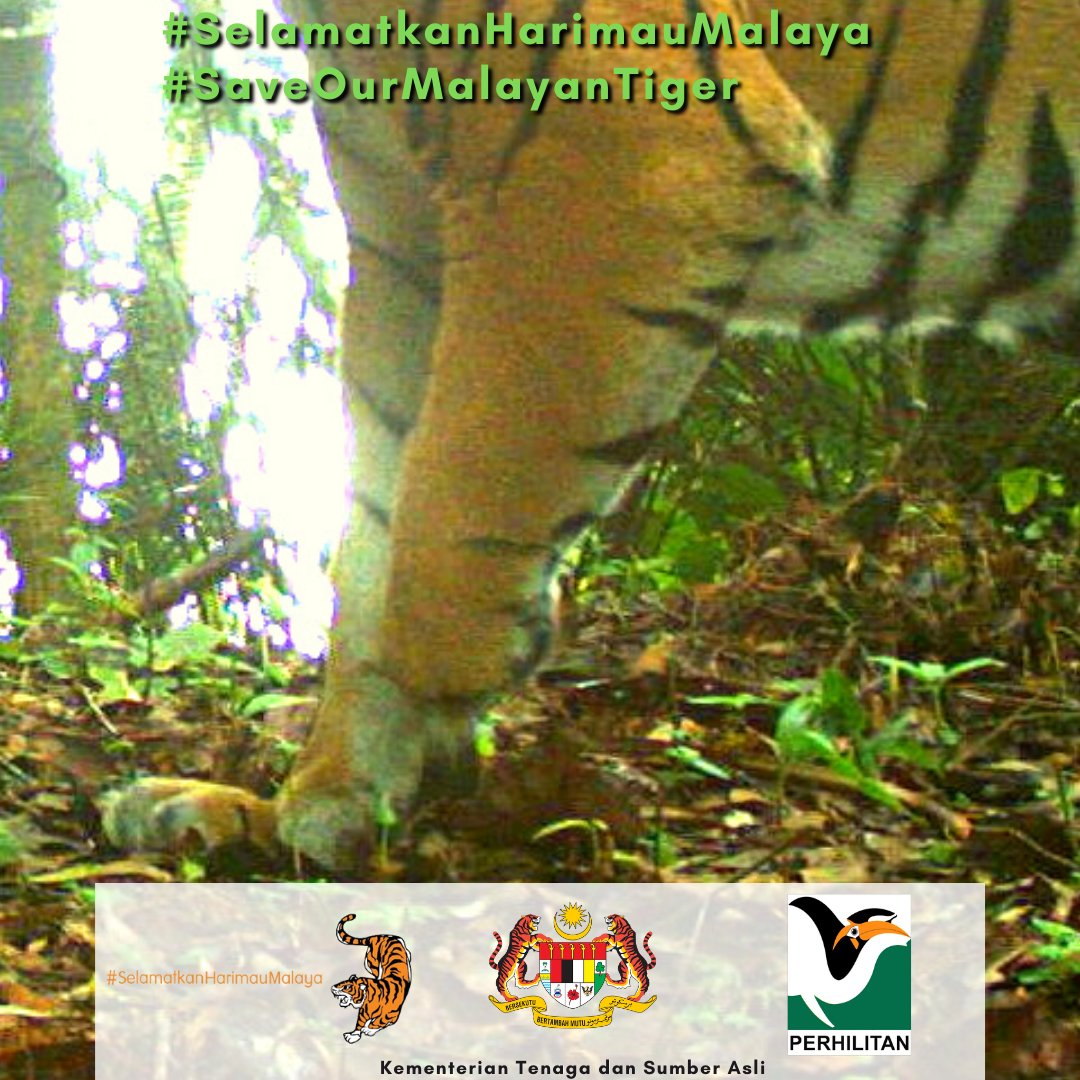 Jerat merupakan salah satu punca pengurangan populasi Harimau Malaya.

Laporkan sebarang jenayah hidupan liar ke Talian Hotline Jabatan PERHILITAN di 1-800-88-5151.

Bersama lindungi Harimau Malaya, khazanah negara daripada diancam kepupusan.

#SaveOurMalayanTiger