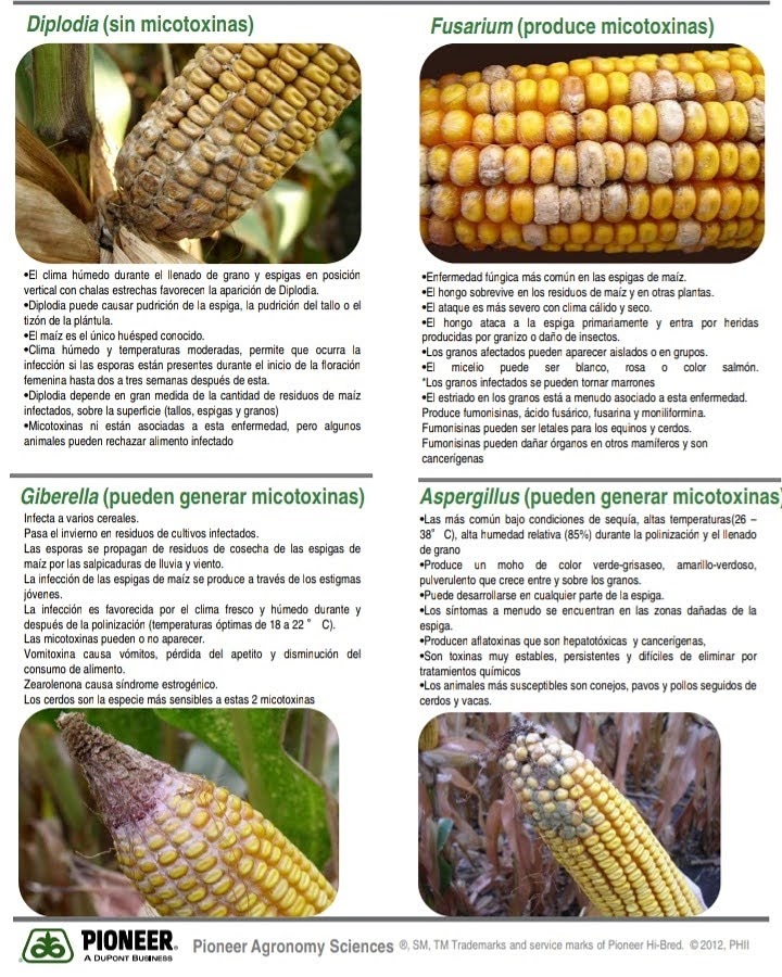 #CropFocus #Enfermedades de #Espiga #Maiz <a href="/PioneerSemillas/">Pioneer Semillas</a> 🌽🔎👇
