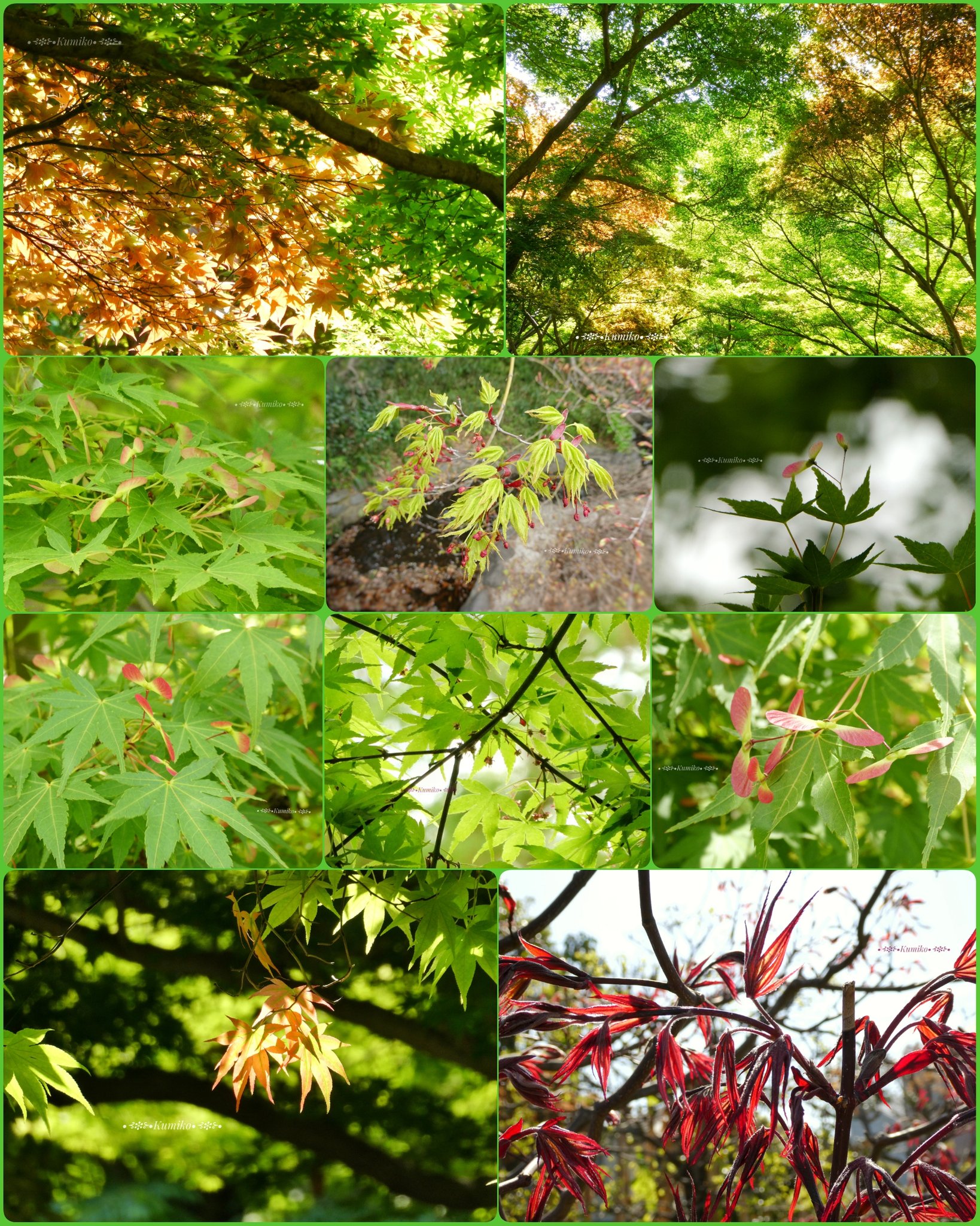 もみじの花 Twitter Search Twitter
