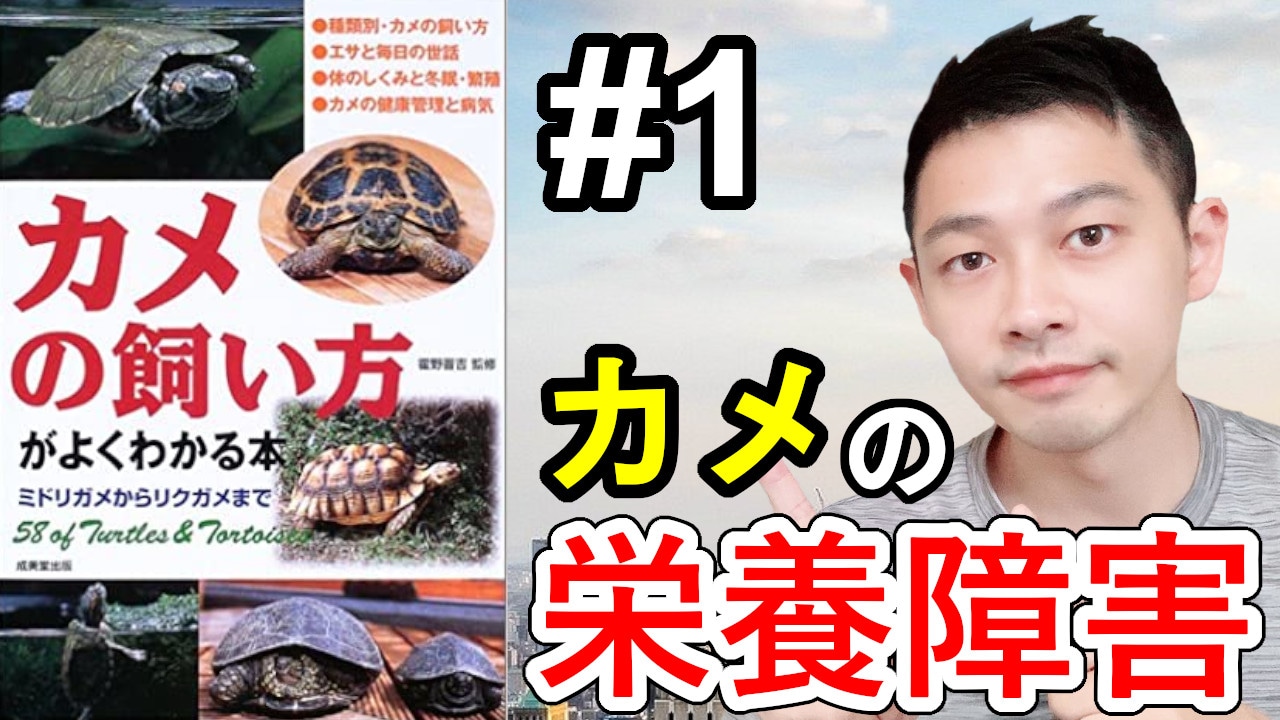 亀の飼育 Twitter Search Twitter