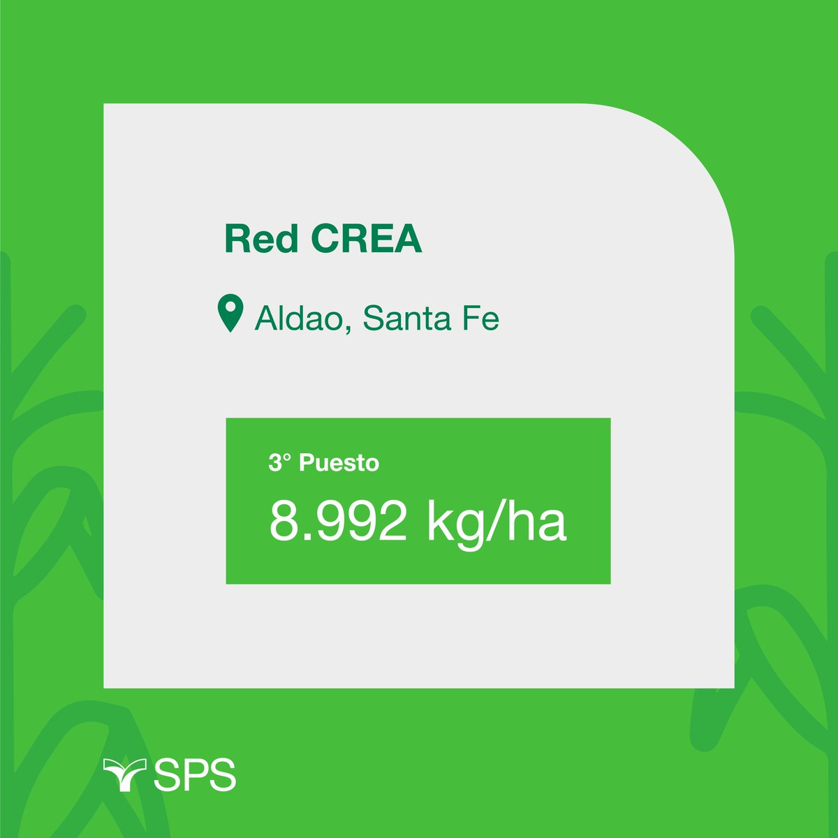 SPSsemillas's tweet photo. Nuestro SPS 2743 VIPTERA3 🌾 esta teniendo unos excelentes resultados preliminares, con un rendimiento significantemente superior a la media, en su participación del ensayo RED CREA 💪
#SPSsemillas #Cultivos #RedCrea 👨🌾 https://t.co/rTkOmFoFsZ