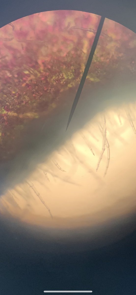 HavelockScience's tweet photo. Fantastic images of cells and stomata today from the students @PhoenixPark_ who joined us for some microscopy. #Biology #MainAP #Microscope #Stomata https://t.co/2XIzMU5MFK
