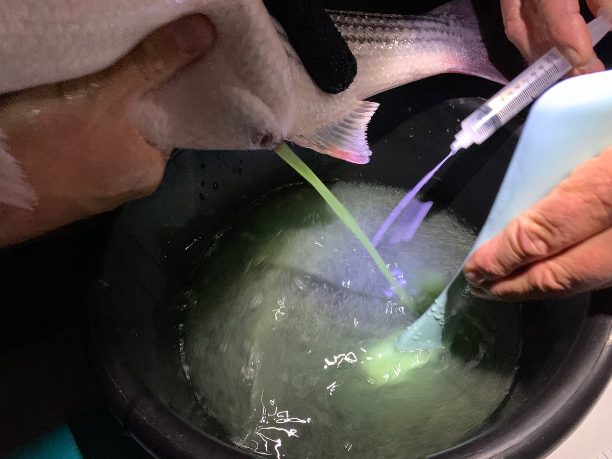 Collecting fish eggs from a female striped bass and putting it into a hatching tank.