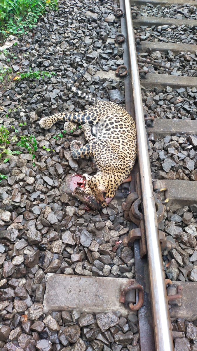 visrane's tweet photo. Really sad to hear about the tragic incident of a leopard being hit by a train. I've asked the APCCF to look into the situation and investigate the matter. The site has been secured, a team of veterinarians has been dispatched, and a post-mortem investigation is ongoing. https://t.co/MDnJnhbfxi