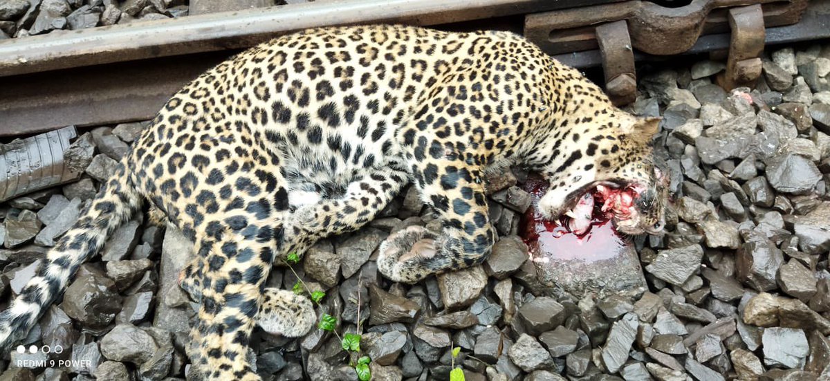 visrane's tweet photo. Really sad to hear about the tragic incident of a leopard being hit by a train. I've asked the APCCF to look into the situation and investigate the matter. The site has been secured, a team of veterinarians has been dispatched, and a post-mortem investigation is ongoing. https://t.co/MDnJnhbfxi
