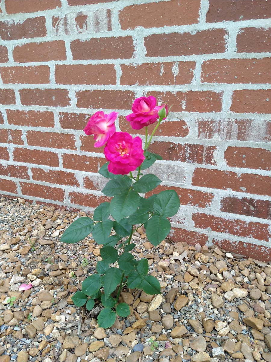 RachelRG's tweet image. The same rose bloomed markedly different colors across two weeks. What a fun mystery! 
#GardeningTwitter 
#flowers
#roses