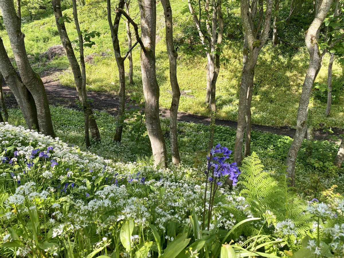 EllieKa66133452's tweet photo. Wild and fragrant #tbt #BlackGlen #Castlerock #Downhill demesne https://t.co/iFYX0VnkxB