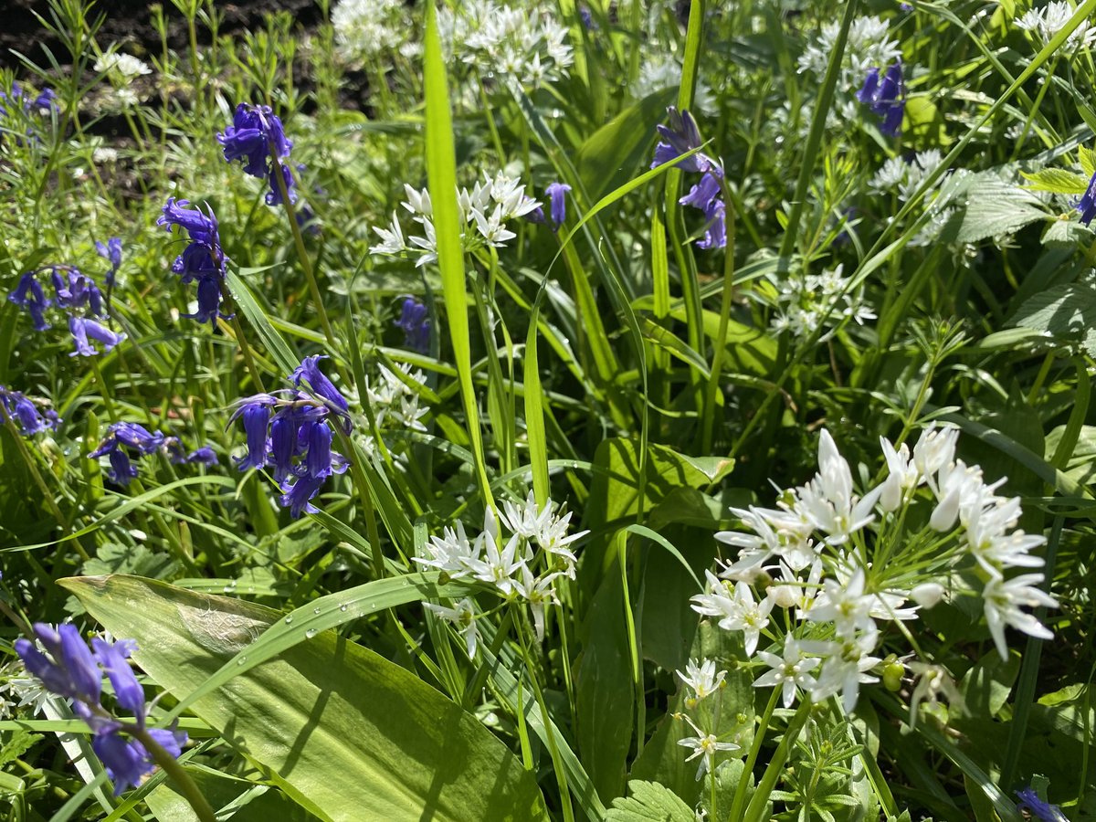 EllieKa66133452's tweet photo. Wild and fragrant #tbt #BlackGlen #Castlerock #Downhill demesne https://t.co/iFYX0VnkxB