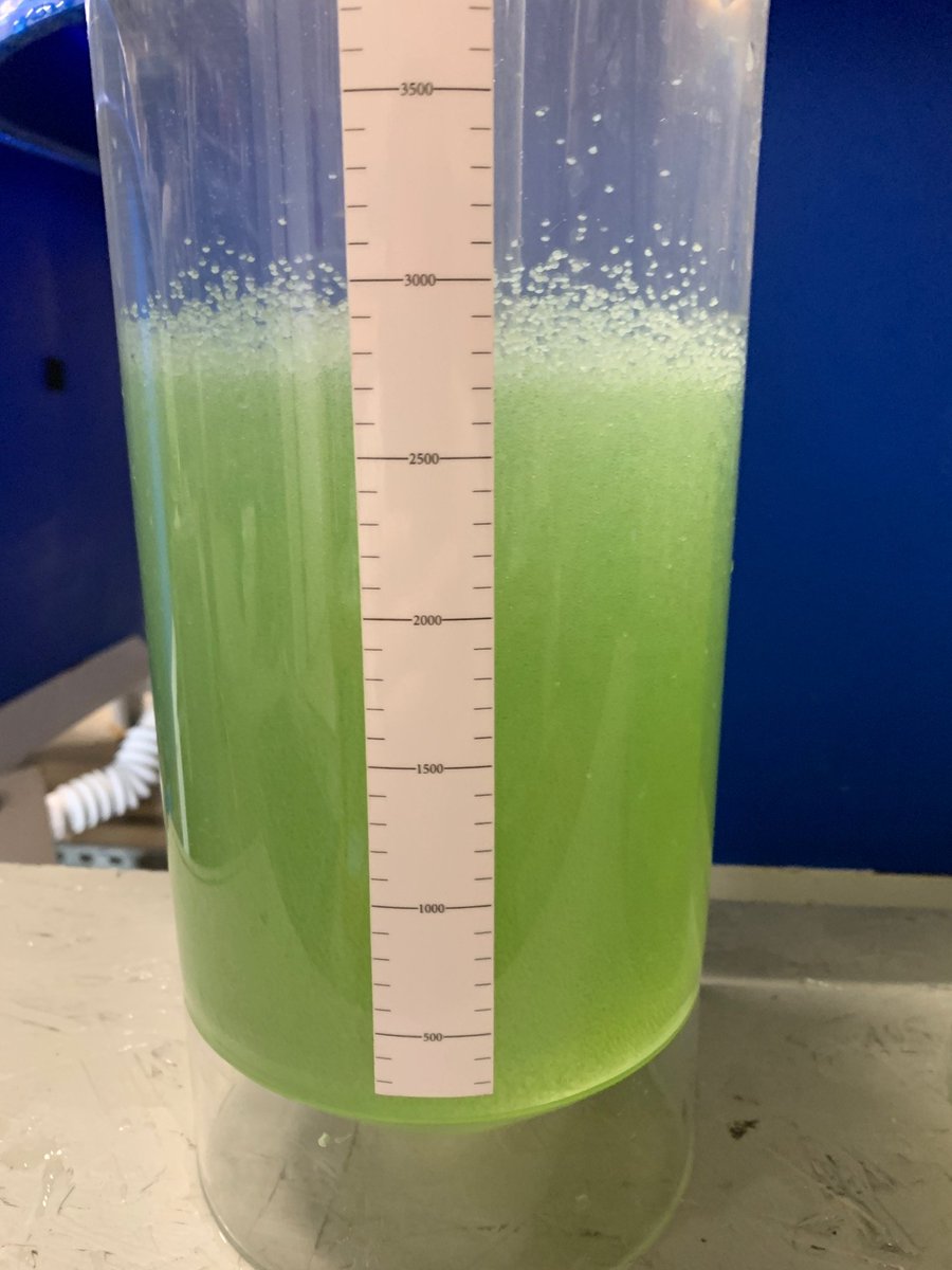 Bright yellow-green fish eggs