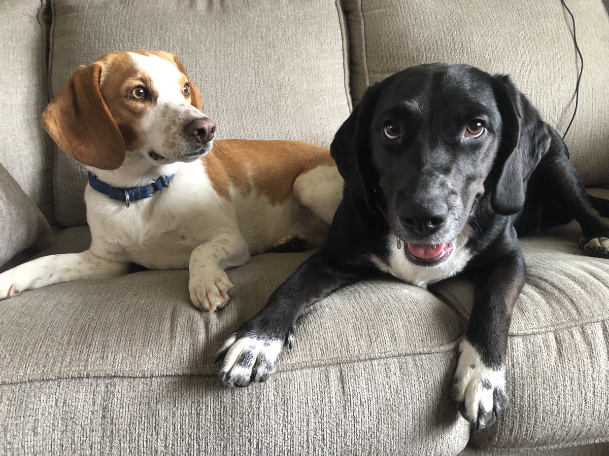 ReeseTheBeagle's tweet photo. Charlotte looks like she wants to eat us sometimes.

#CrazyEyes #Beagle #CapeShore #DogsOfTwitter https://t.co/iHfA7FB7s4