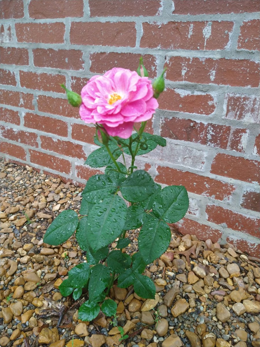 RachelRG's tweet image. The same rose bloomed markedly different colors across two weeks. What a fun mystery! 
#GardeningTwitter 
#flowers
#roses