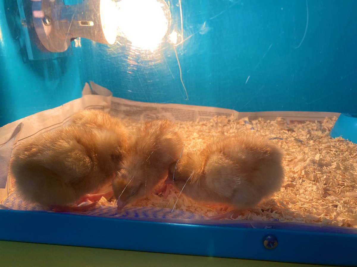 Image for the Tweet beginning: The chicks have hatched and