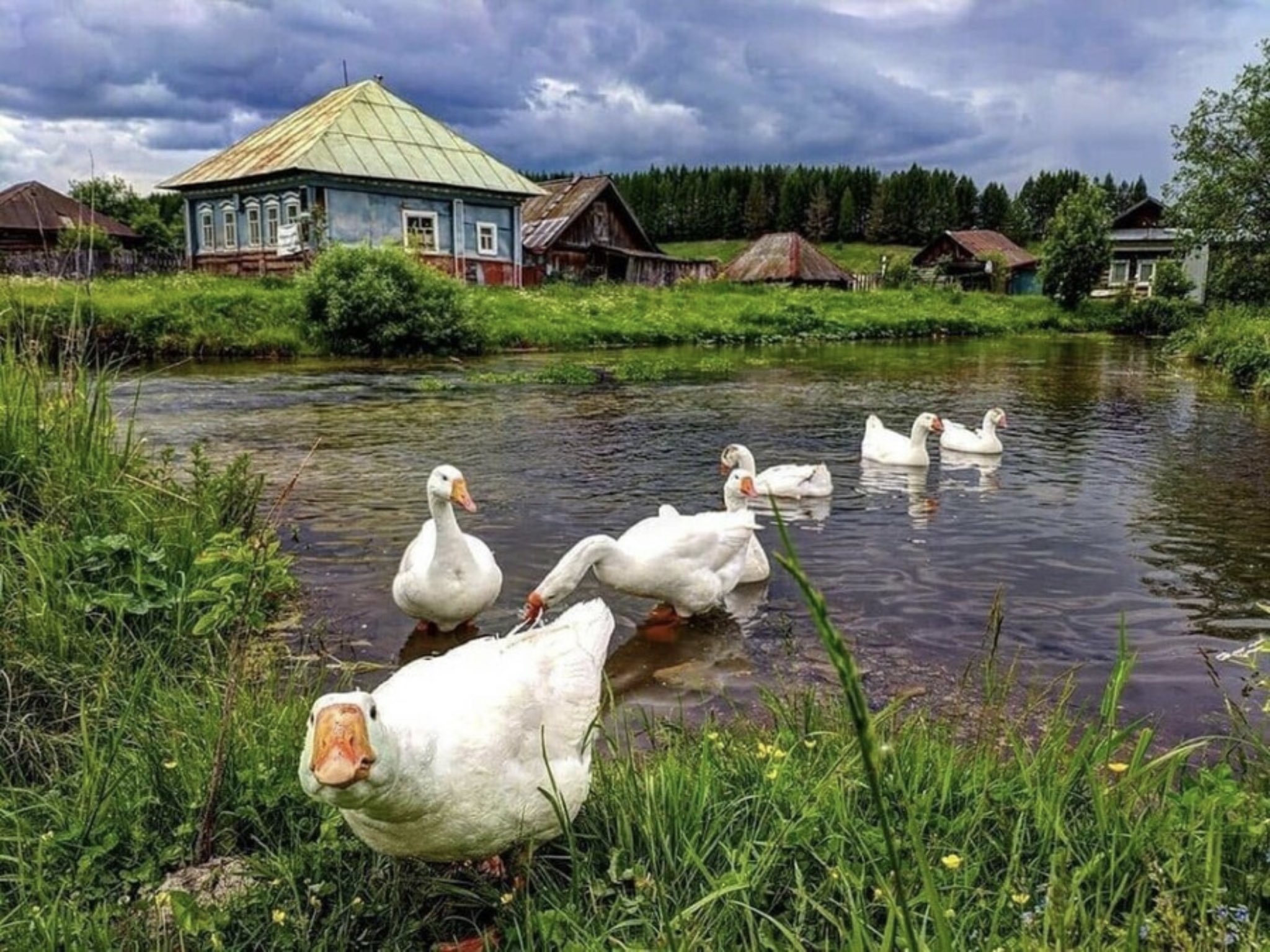 Обычный деревенский Гусь
