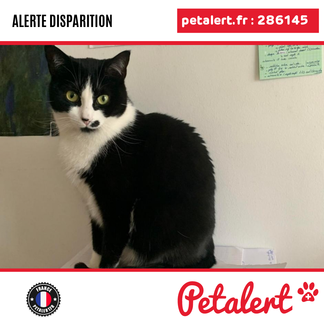 petalert_france's tweet photo. Disparu #Chat #Paris #Paris15eArrondissement #Petalert #PetAlert75 / https://t.co/GO8b75QAF4 https://t.co/qLgyQeEL9v