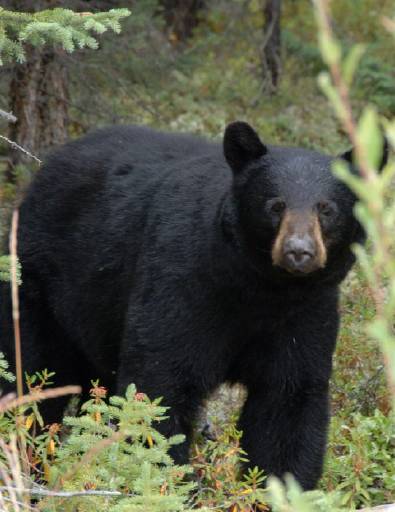 Be bear safe while camping this May Long weekend 🏕️ 

Keep a clean campsite &amp; secure attractants such as coolers, garbage, pet food, toiletries, BBQ's, and ANY items associated with food preparation or clean-up, in vehicles, trailers or bear-proof bins. 

Yukon.ca/how-you-can-st…