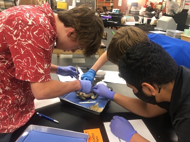 Biology students put their Metro Habits to work during a comparative anatomy dissection lab. Through effective collaboration, communication and  critical thinking, this hands-on experience helped them learn about the internal workings of a variety of organisms.