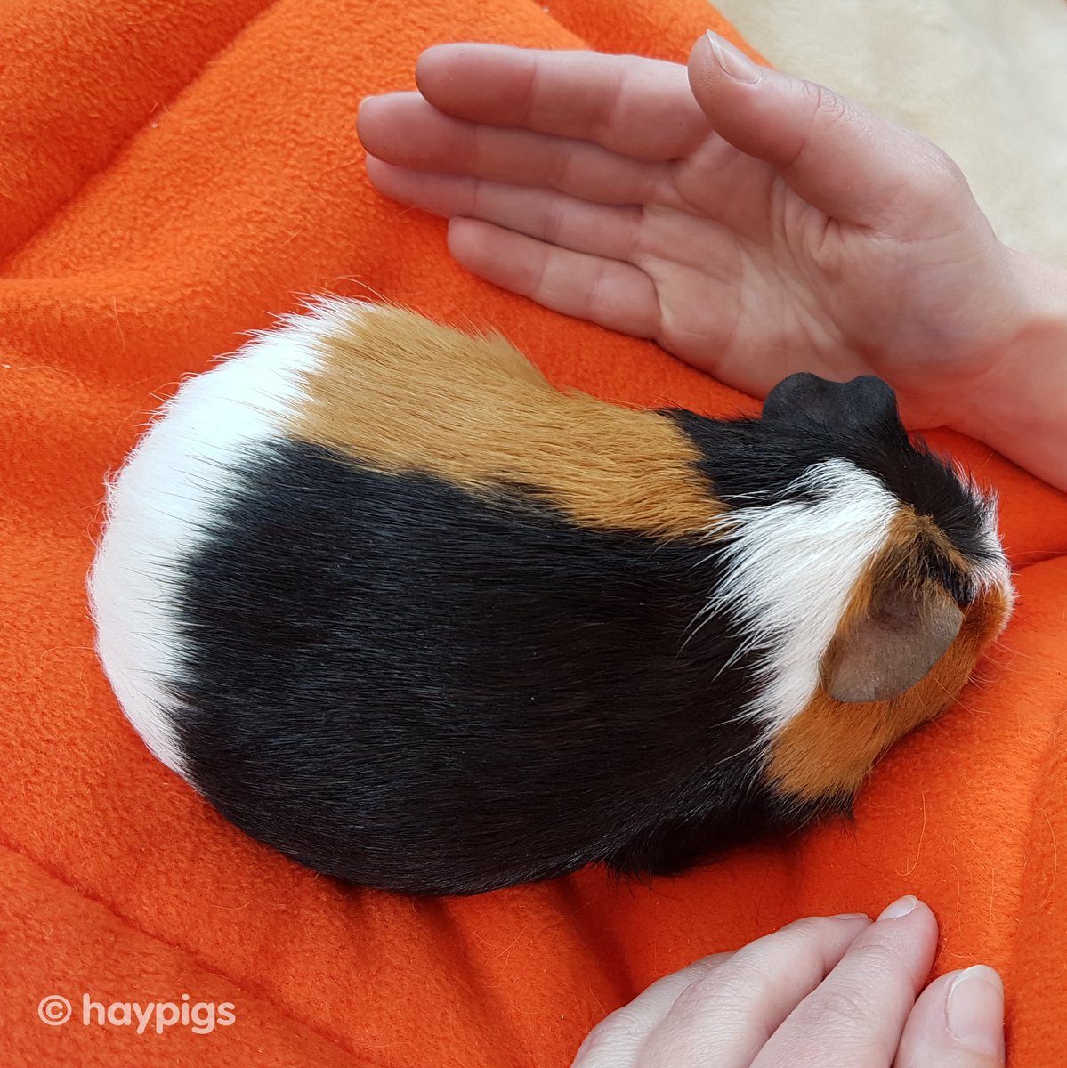 haypigs's tweet photo. Such a beauty, #HarlequinGuineaPig when she was little ๐๐๐ #throwbackthursday #TBT #guineapig #cuteness #harlequin #pattern #floof #guineapigsofinstagram #floofsofinstagram https://t.co/9CtkSsmpPj