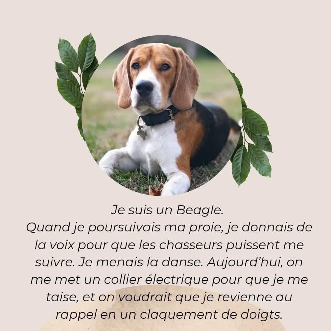 PabloBeagle's tweet photo. Voilà, voilà… https://t.co/1EzENDZJEm