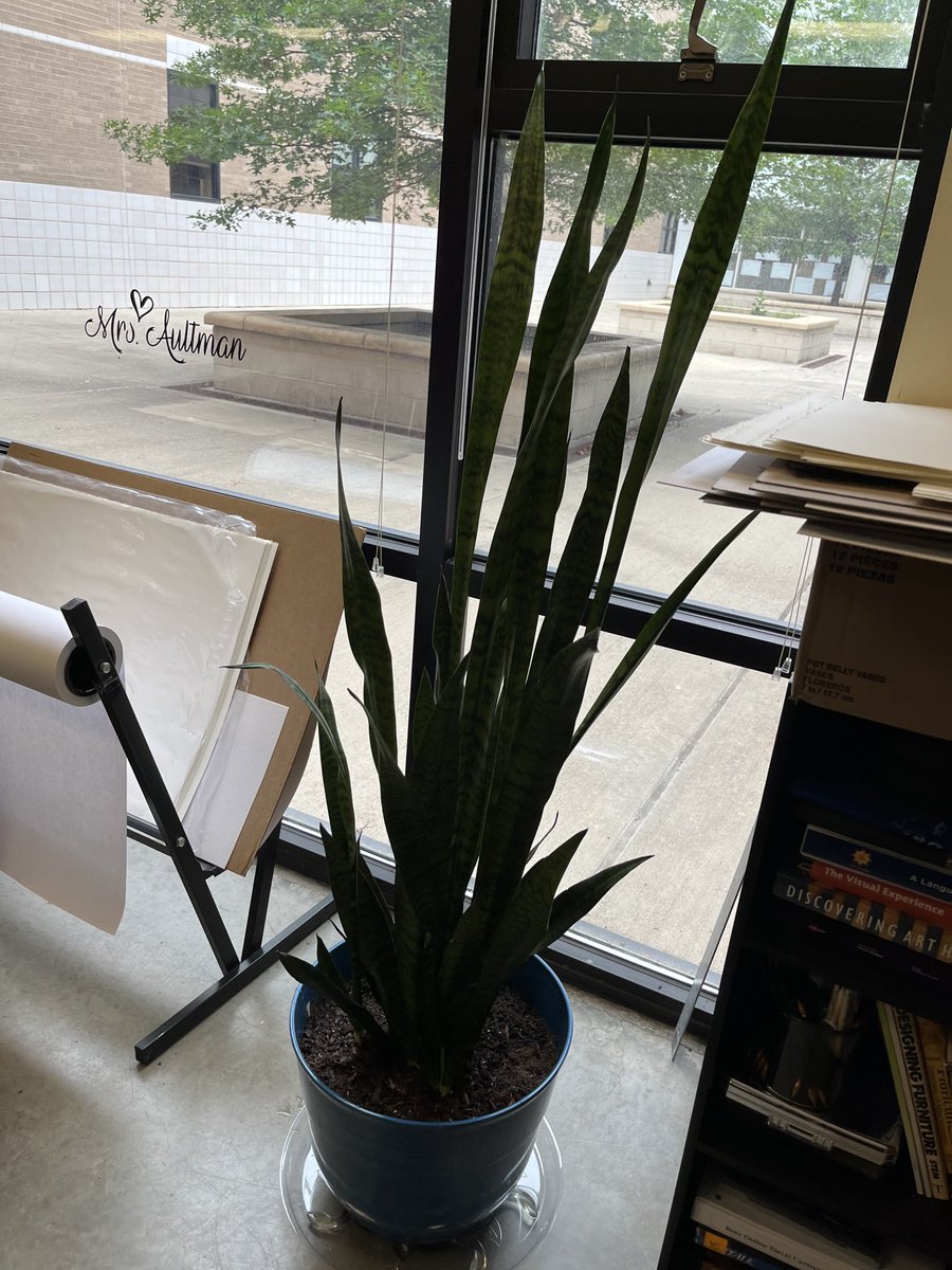 Bye, Bye plant! this thing (Snake Plant/aka Mother in Law Tongue) has grow 2x its original size at the beginning of the school year. Repotting and giving it a new home (Mrs. Wise) got an BONUS Air Purification plant this year.