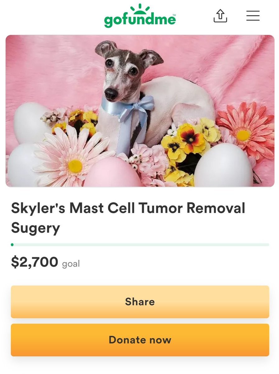 cryptid_candy's tweet photo. by popular suggestion I have started a gofundme for my dog Skyler &amp; his upcoming cancerous tumor removal surgery
info on whats going on is on there but dms are open
Im also linking some other ways to donate below if preferred
anything helps, even sharing💗
https://t.co/kZQOJNaKGD https://t.co/Y6qhOl0YWE