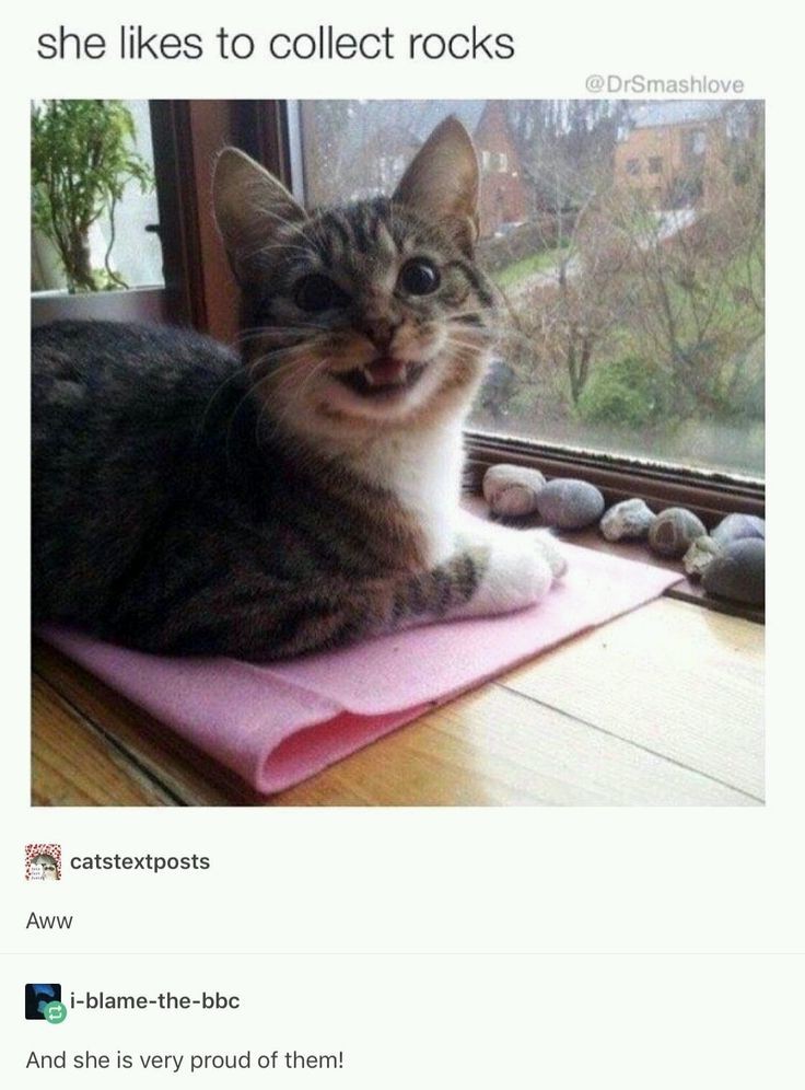 michaelscat2's tweet photo. Found on Pinterest. Does your cat have any collections? https://t.co/LyPWtkfNev