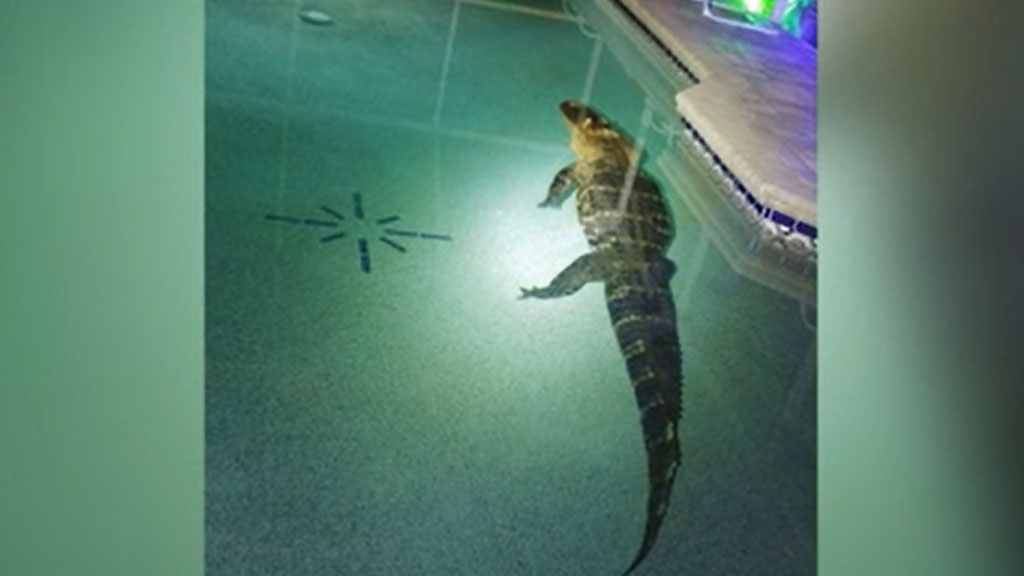 Nearly 11-Foot Gator Found Hanging Out In Florida Pool dlvr.it/SQhSjP