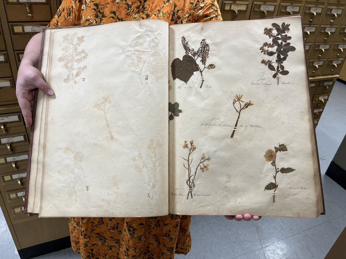 VMHCeducation's tweet photo. Let's #SpringIntoTheCollection! This book of pressed plants was compiled by Mary Coleman Terrell of Louisa County in the 1850s, as part of her botany studies at Maryland's Patapsco Female Institute. Mary Coleman's book was donated by her daughters in 1943. (VMHC Mss5: 5T2775:1) https://t.co/BcfVQW30hV