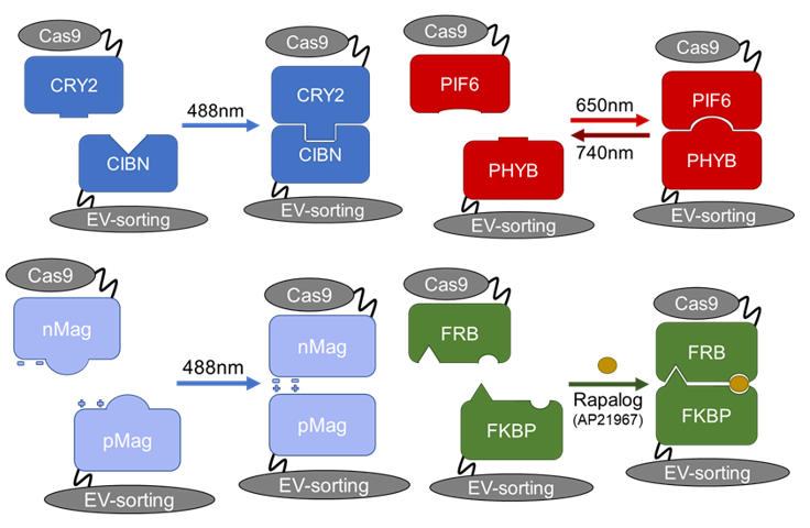 xabisito's tweet photo. @IsevOrg Key takeaways:
-EVs can be used for gene editing
-Big challenge to load Cas9 into EVs but it is possible with inducible protein dimerization
-Gene editing seen in EV-containing SEC fractions and detergent-sensitive
-Cre fluorescent reporters can be used for Cas9 editing detection https://t.co/rHArYcN4Aw