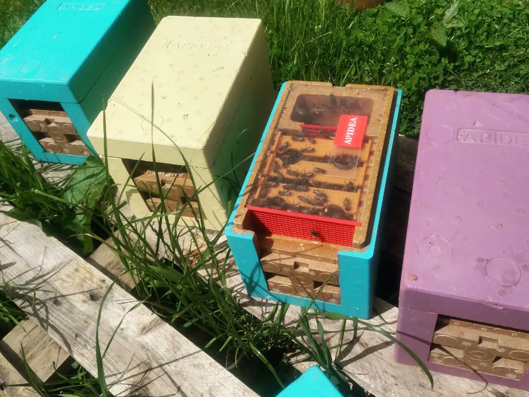 clv101's tweet photo. Also setup a few mating nucs, the queen cells are added before they emerge and use these as a base take their mating flights from. A cup of bees in each.
#beekeeping #queenrearing #nicot #apidea https://t.co/iX4H47KAVa