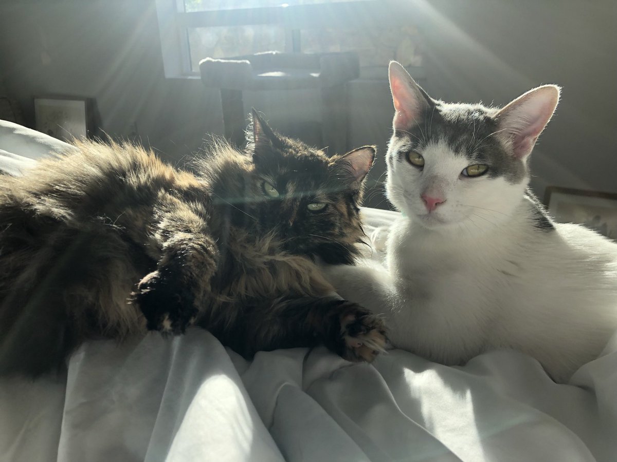 haileynjacobson's tweet photo. @HonkIfUrHoary Both are soooo unhappy as indoor cats https://t.co/WdsJ5LqjNx