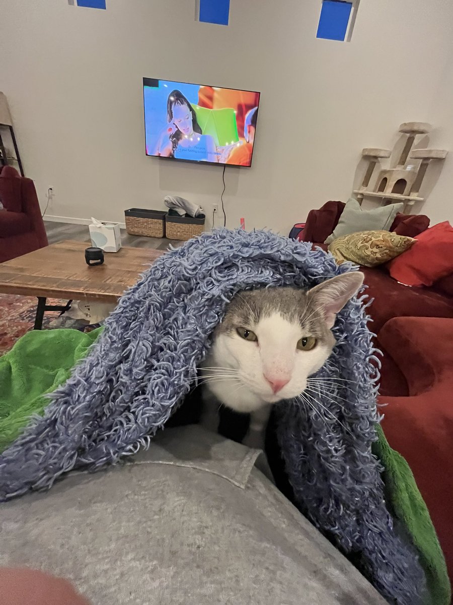haileynjacobson's tweet photo. @HonkIfUrHoary Both are soooo unhappy as indoor cats https://t.co/WdsJ5LqjNx
