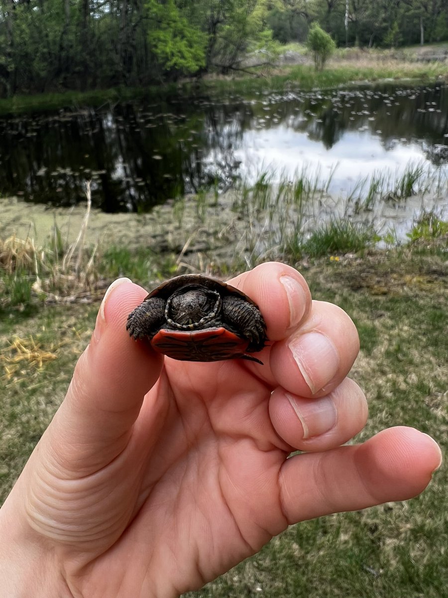 It’s turtle crossing season! Countless freshwater turtles die on roads every year, especially between April and June. 

Help our shelled buds and their smols make it across. PS you do NOT need to put them in water, just get ‘em across the road.

Do you stop for turtles? 🐢
