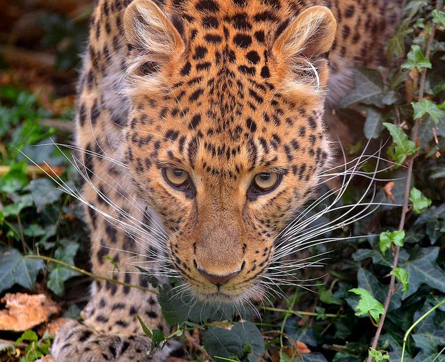 leopard - has long whiskers