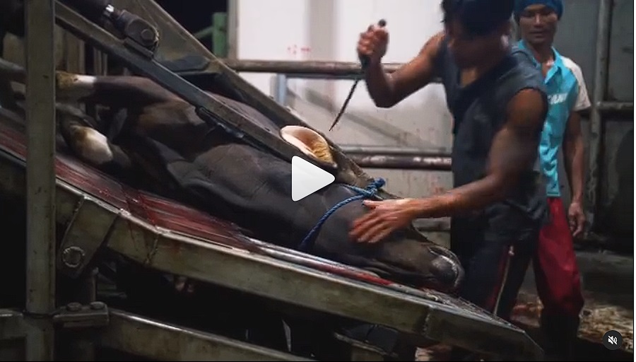 Open your eyes
And look into the eyes of this calf before it dies.  This is the face of a child who is supposed to be your food.  And ask yourself, if I am human!  Do I deserve this choice?  Should my food be made by executioners. #vegan