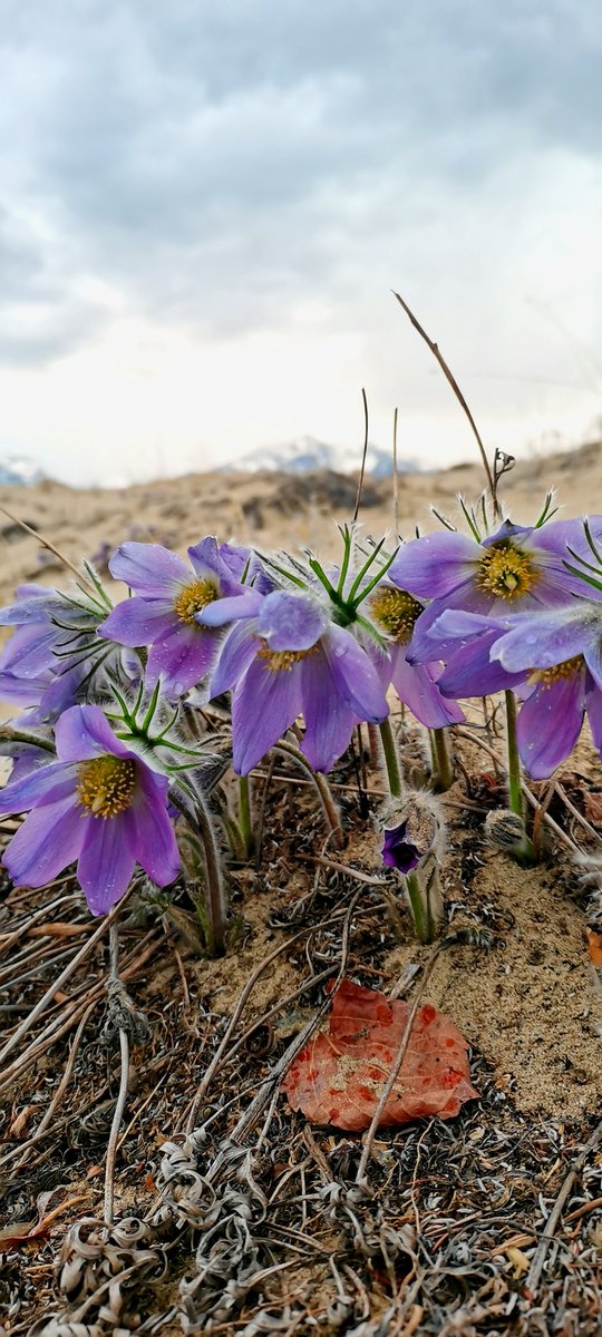 Desert flowers
#NFTphotography