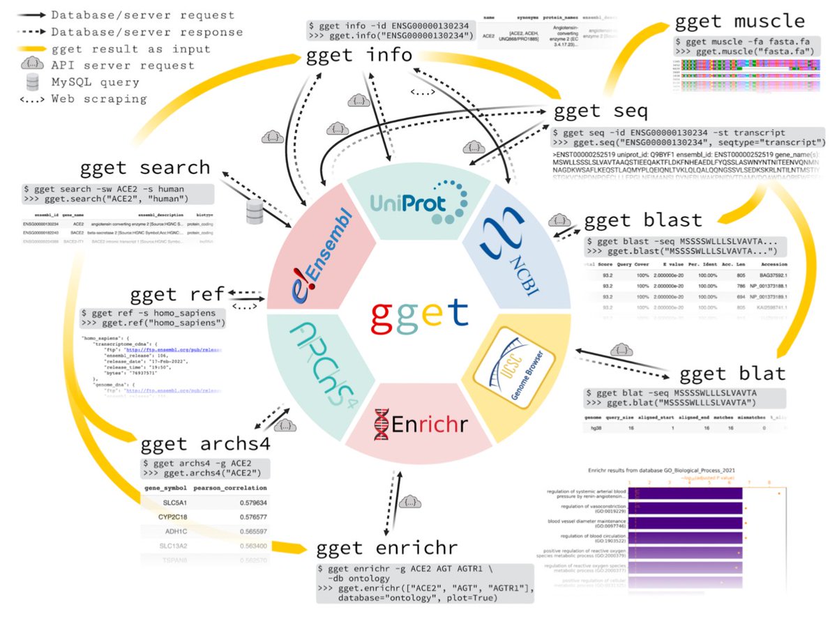 Analysis of #scRNAseq requires constant, tedious, interaction with genomics databases. To facilitate querying from @ensembl et al., @NeuroLuebbert developed gget: biorxiv.org/content/10.110… (code @ github.com/pachterlab/gget). gget has many uses; a 🧵on the its amazing versatility: 1/