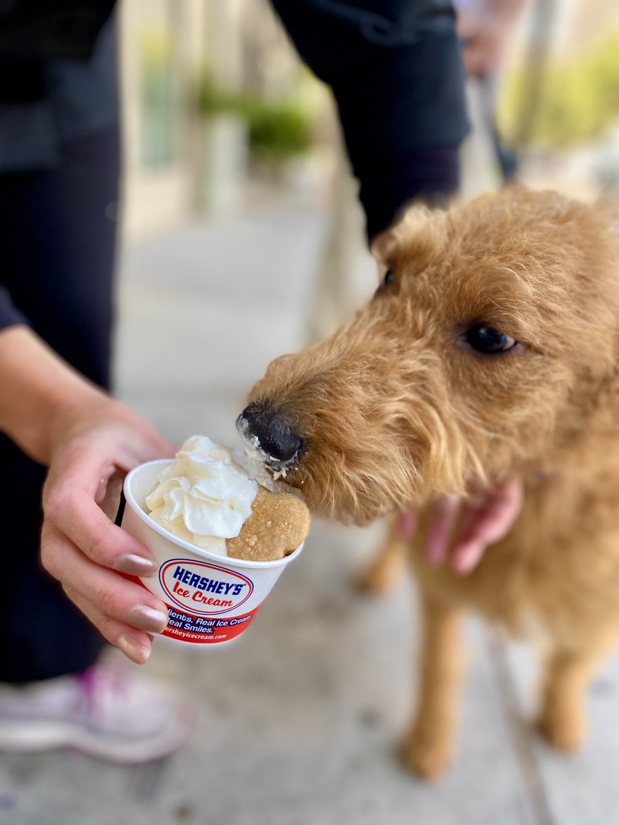 BubbaSweetSpot's tweet photo. We had a special visitor stop by and try our new $3 buck pup cup yesterday! A mini scoop of vanilla ice cream topped with whipped cream and our homemade dog treats = puppy heaven. Treat your best friend to a very special pup cup to celebrate #NationalPetMonth this May! https://t.co/8s7AVHFwY6