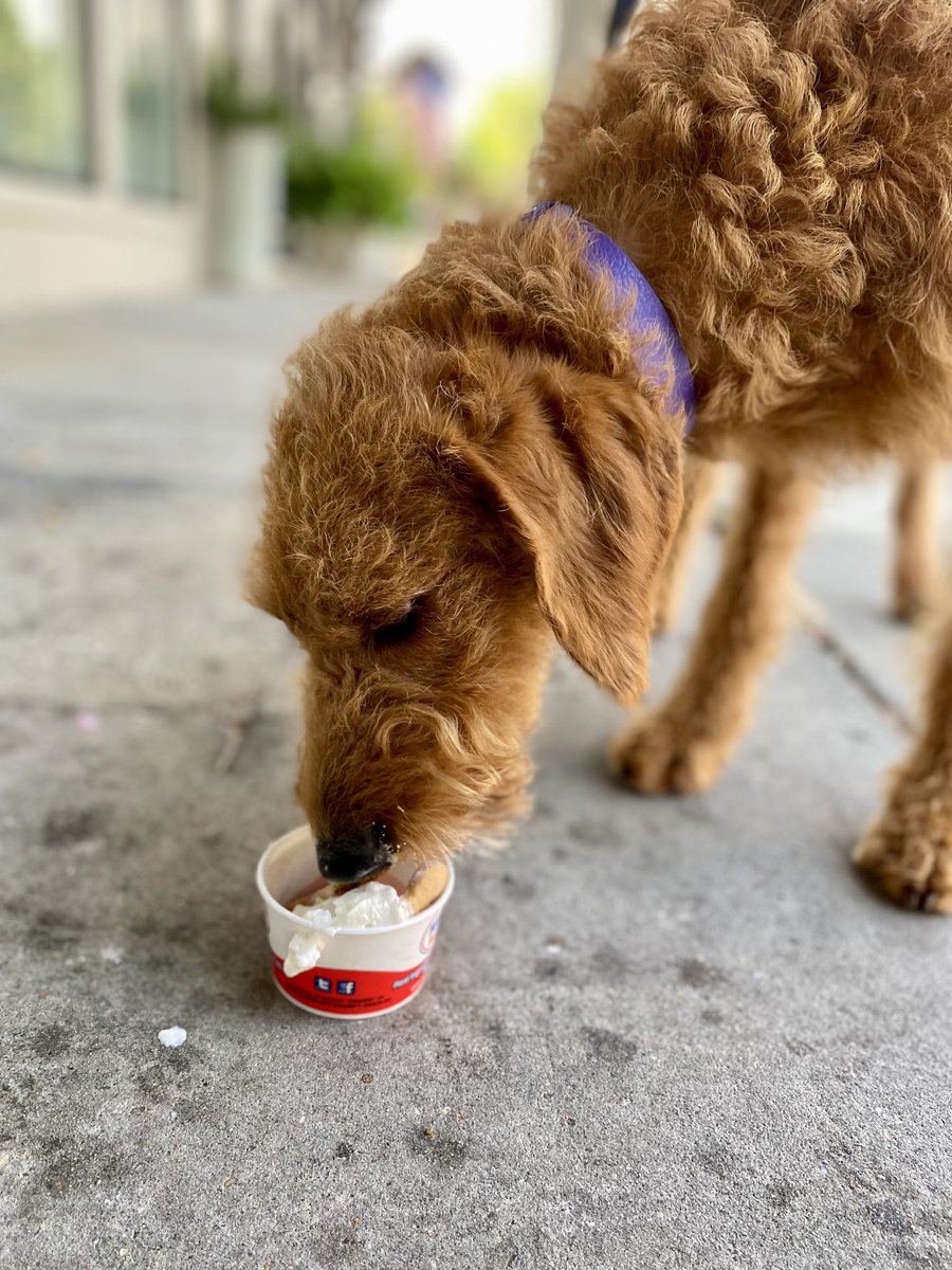 We had a special visitor stop by and try our new $3 buck pup cup yesterday! A mini scoop of vanilla ice cream topped with whipped cream and our homemade dog treats = puppy heaven. Treat your best friend to a very special pup cup to celebrate #NationalPetMonth this May!