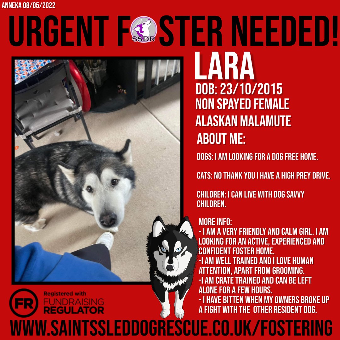 💥URGENT FOSTER HOMES NEEDED💥VIRGIL, DEMON & LARA are just three of the beauties looking for experienced foster homes. All info. is on the posters or you can see more dogs in our album: facebook.com/media/set?vani… If you can help please email: info@saintssleddogrescue.co.uk #TeamZay