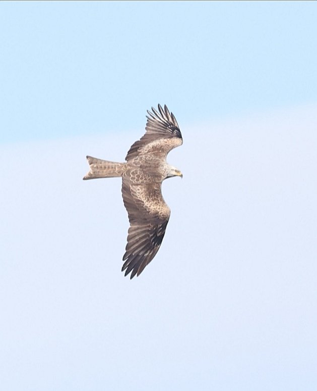 AllanConlin's tweet photo. For one reason or another (mainly workload) I've struggled to get out much since arriving on the isle. Had a quick mooch about Baliasta this evening for an hour and managed this cracking Black Kite over. Chuffed to bits, #findtick #Unst https://t.co/7PU4G0r2Zz