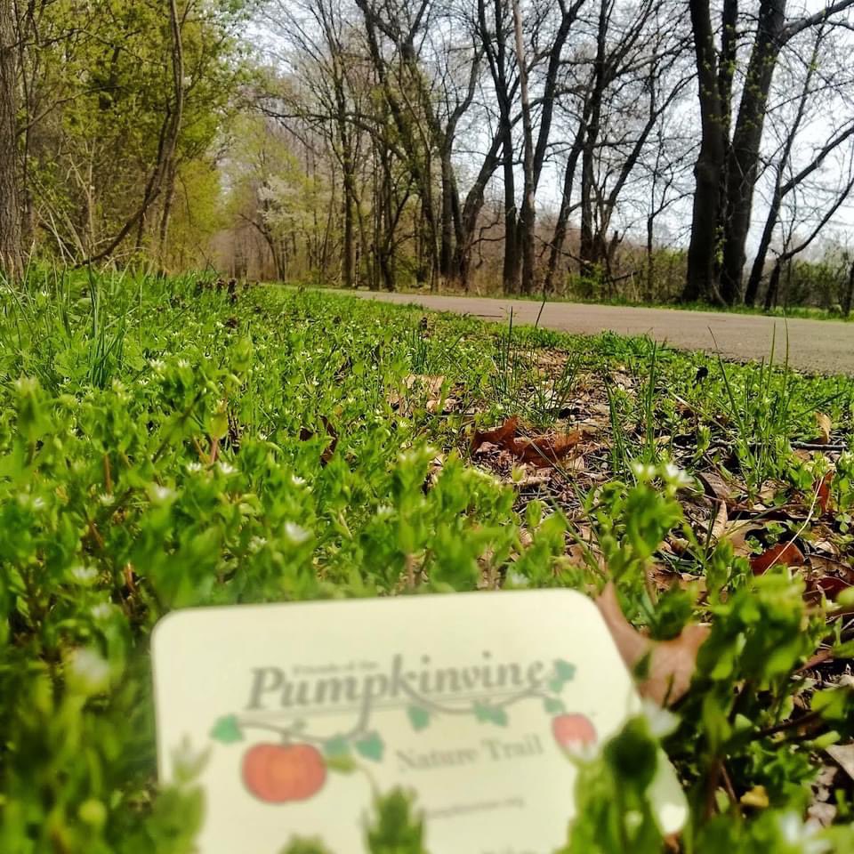 Pumpkinvine Friends tweet media