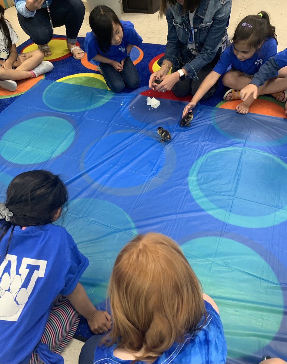 After incubating duck eggs we were lucky to watch 5 ducklings hatch! Introducing Pip, Duckie, Phoenix, Mr. Quack and Fluffy.🐥🐣🐤🐥🐣 We are enjoying learning all about the life cycle of a duck and having the opportunity to take care of our ducklings!  <a href="/WyomingElem/">Wyoming Elementary</a>