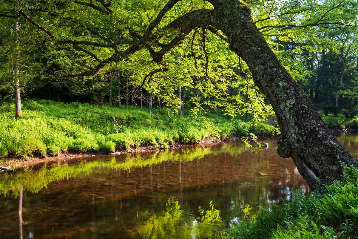 earthporn007's tweet photo. An old growth yellow birch in the West Virginia Highlands, USA  https://t.co/hLA1HSxUEB https://t.co/12XxPsYOna