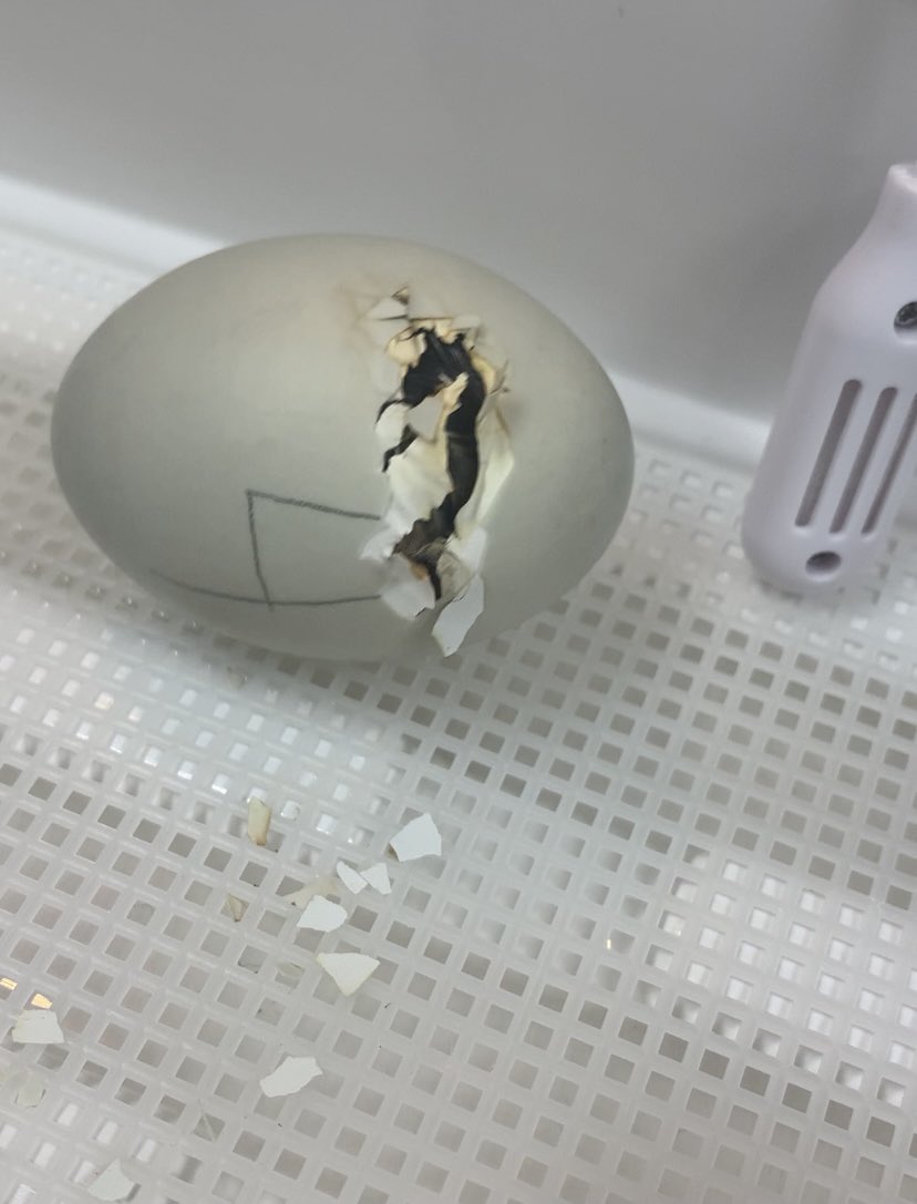 Special shout out and thank you to <a href="/Gallagher_Tech/">Dan Gallagher</a> for setting up our Live Duck Cam so our Wyoming Students can share the experience with family and friends and catch any hatching ducks during off school hours! <a href="/WyomingElem/">Wyoming Elementary</a>