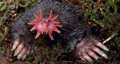 I'm sorry but all I thought about was this...with the claws.....the lashes.....star-nosed mole.... 